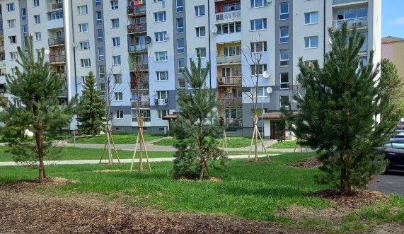 Jarná výsadba stromov na plochách verejnej zelene