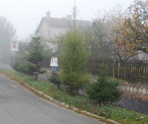 200811031343200.42_vysadba_dsc_0005