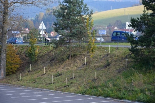 201410130847260.stromy_vysadba_kaufland_001
