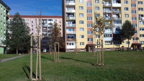 202011101404380.vysadba-jese-2020-012