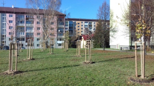 202011101404380.vysadba-jese-2020-016