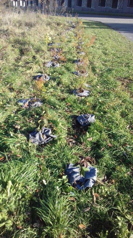 202011101404380.vysadba-jese-2020-030