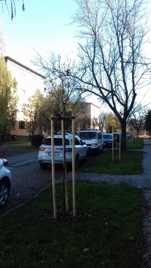 202011101404390.vysadba-jese-2020-007