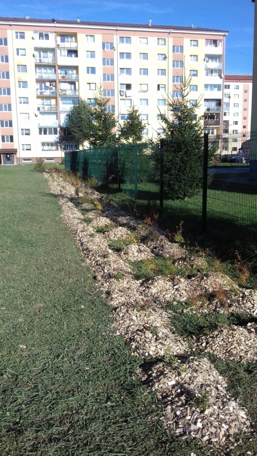 202011101404390.vysadba-jese-2020-008