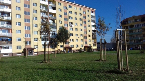 202011101404390.vysadba-jese-2020-013