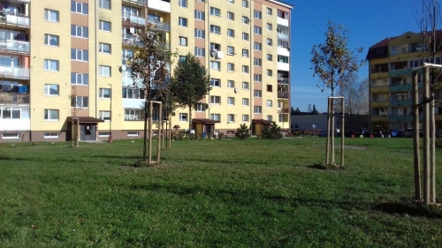 202011101404390.vysadba-jese-2020-014