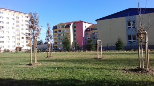 202011101404390.vysadba-jese-2020-015