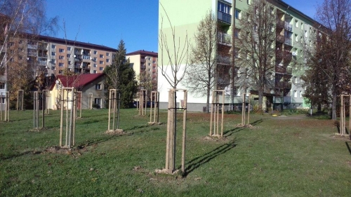 202011101404390.vysadba-jese-2020-017