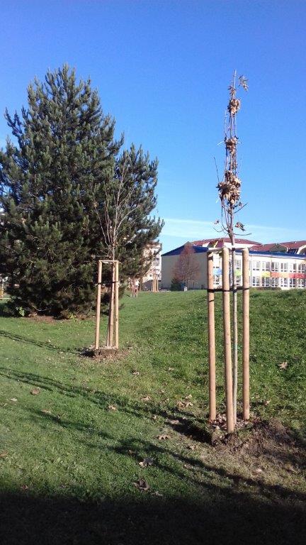 202011101404390.vysadba-jese-2020-024