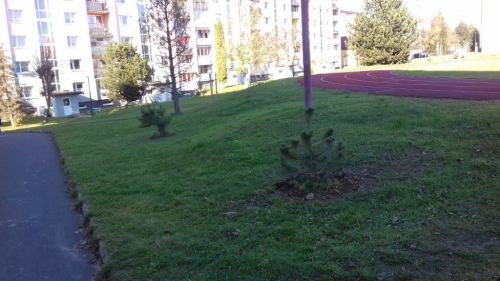 202011101404390.vysadba-jese-2020-026