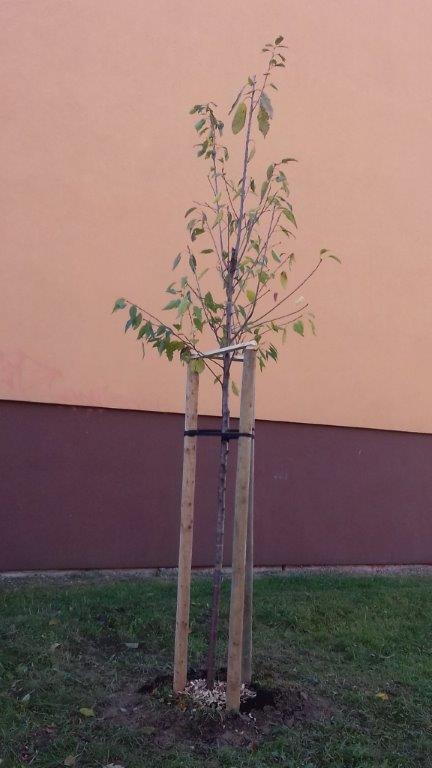 202011101404390.vysadba-jese-2020-029