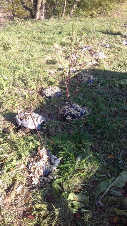 202011101404390.vysadba-jese-2020-031