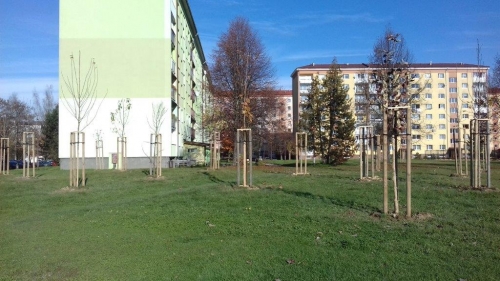 202011101404400.vysadba-jese-2020-019