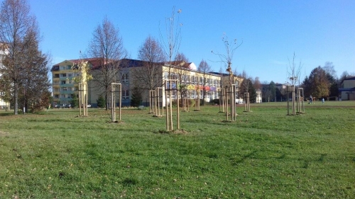 202011101404400.vysadba-jese-2020-020