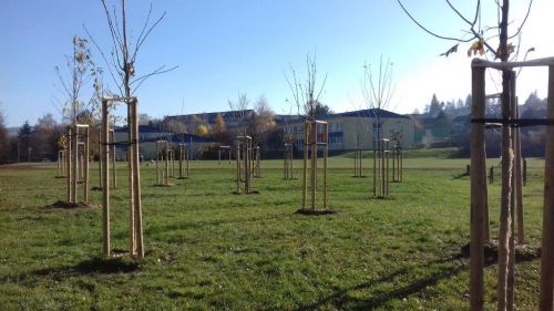 202011101404400.vysadba-jese-2020-022