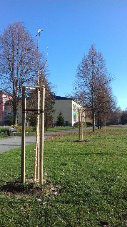 202011101404400.vysadba-jese-2020-023