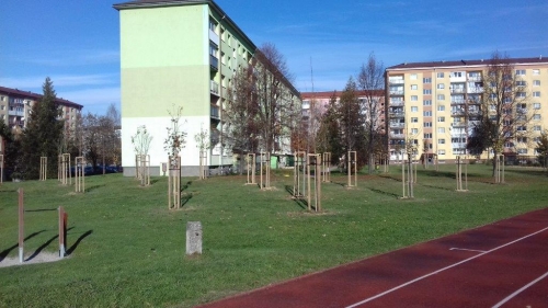 202011101404400.vysadba-jese-2020-028