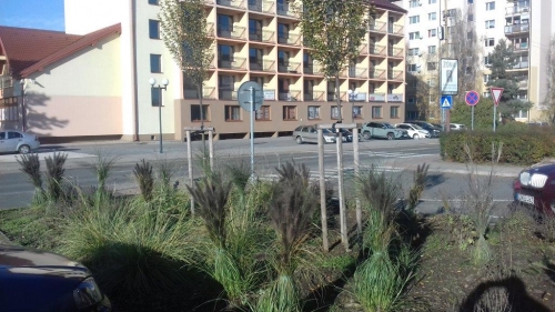 202011101404400.vysadba-jese-2020-033