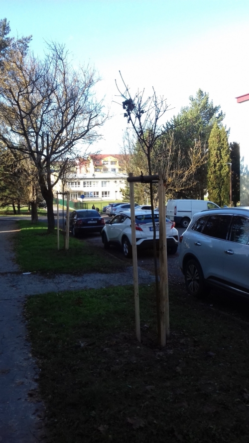 202011101404410.vysadba-jese-2020-006