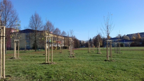 202011101404410.vysadba-jese-2020-021