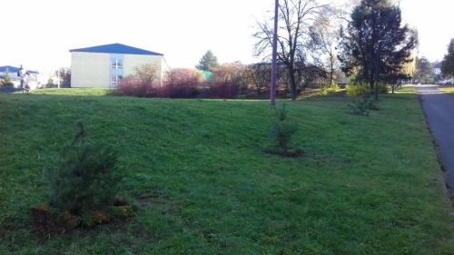 202011101404410.vysadba-jese-2020-025