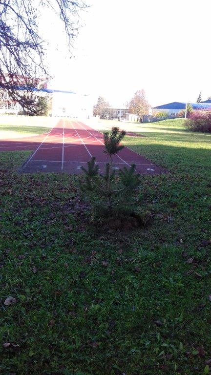 202011101404410.vysadba-jese-2020-027