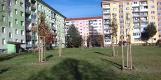 Výsadba stromov a parkových krovín na verejných plochách v meste – fotografia 17