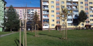 Výsadba stromov a parkových krovín na verejných plochách v meste – fotografia 1