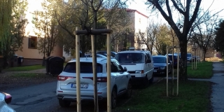 Výsadba stromov a parkových krovín na verejných plochách v meste – fotografia 25