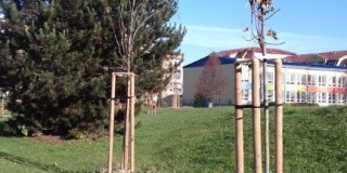 Výsadba stromov a parkových krovín na verejných plochách v meste – fotografia 14