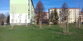 Výsadba stromov a parkových krovín na verejných plochách v meste – fotografia 3