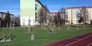 Výsadba stromov a parkových krovín na verejných plochách v meste – fotografia 7