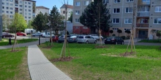 Jarná výsadba stromov na plochách verejnej zelene – fotografia 13