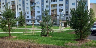 Jarná výsadba stromov na plochách verejnej zelene – fotografia 7