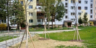 Jarná výsadba stromov na plochách verejnej zelene – fotografia 6