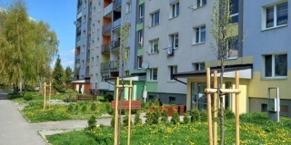 Jarná výsadba stromov na plochách verejnej zelene – fotografia 11