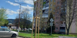 Jarná výsadba stromov na plochách verejnej zelene – fotografia 10