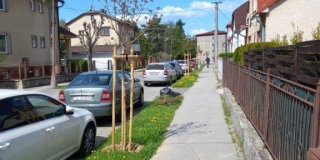 Jarná výsadba stromov na plochách verejnej zelene – fotografia 14