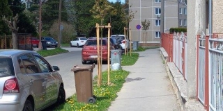 Jarná výsadba stromov na plochách verejnej zelene – fotografia 5