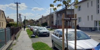 Jarná výsadba stromov na plochách verejnej zelene – fotografia 8