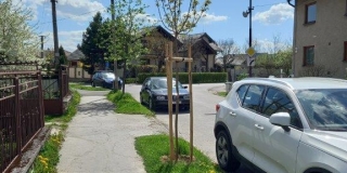 Jarná výsadba stromov na plochách verejnej zelene – fotografia 3