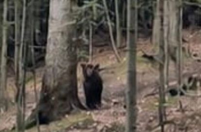 Medveďa spozorovali v mestských lesoch, videli ho v Lesoparku