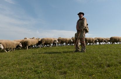 Poklad zo Spišskej Magury: V Litmanovej zachraňujú vzácne slovenské plemeno oviec