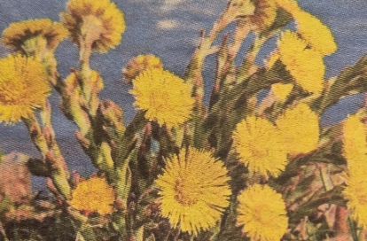 Jarný detox z lúky: Spoznajte bylinky s obrovskou liečivou mocou 